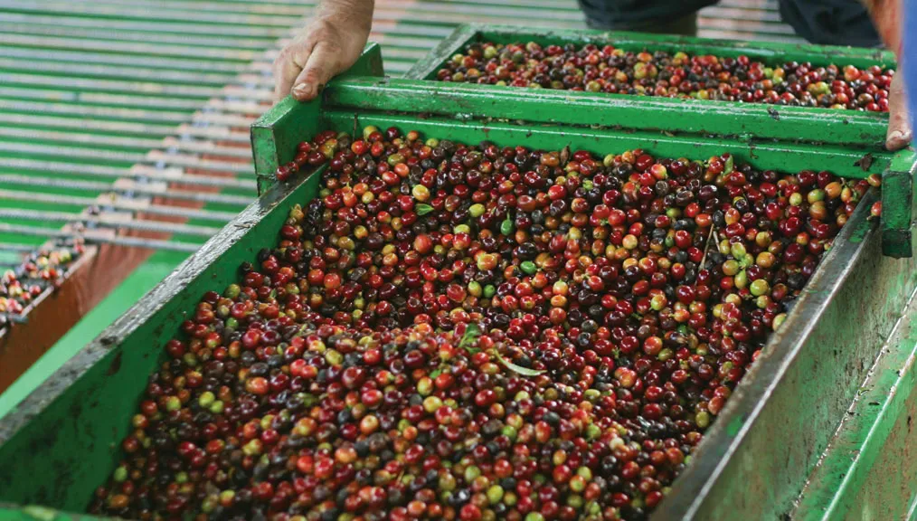 Cherries