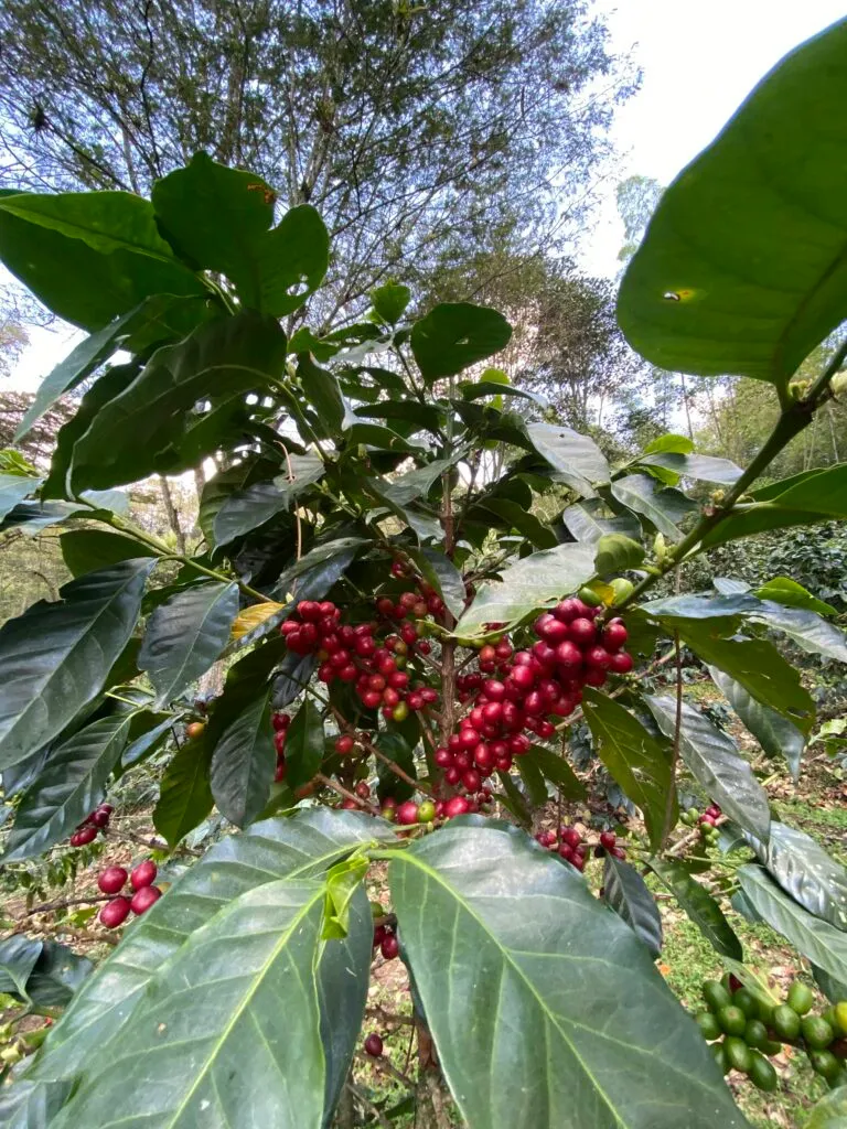 Two Colombian Coffee Growers on How Regenerative Farming Reshaped Their Work