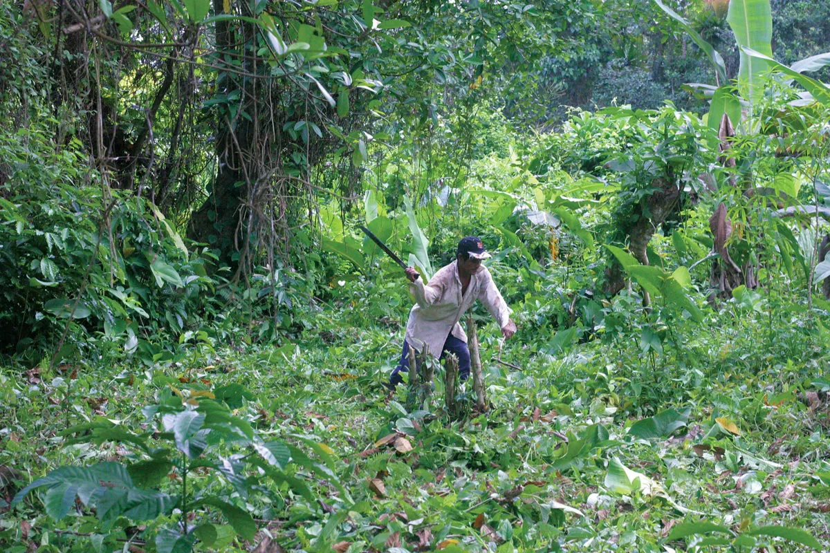 Frederico Palacios clearing a patch of jungle in the Ngöbe-Buglé Comarca.