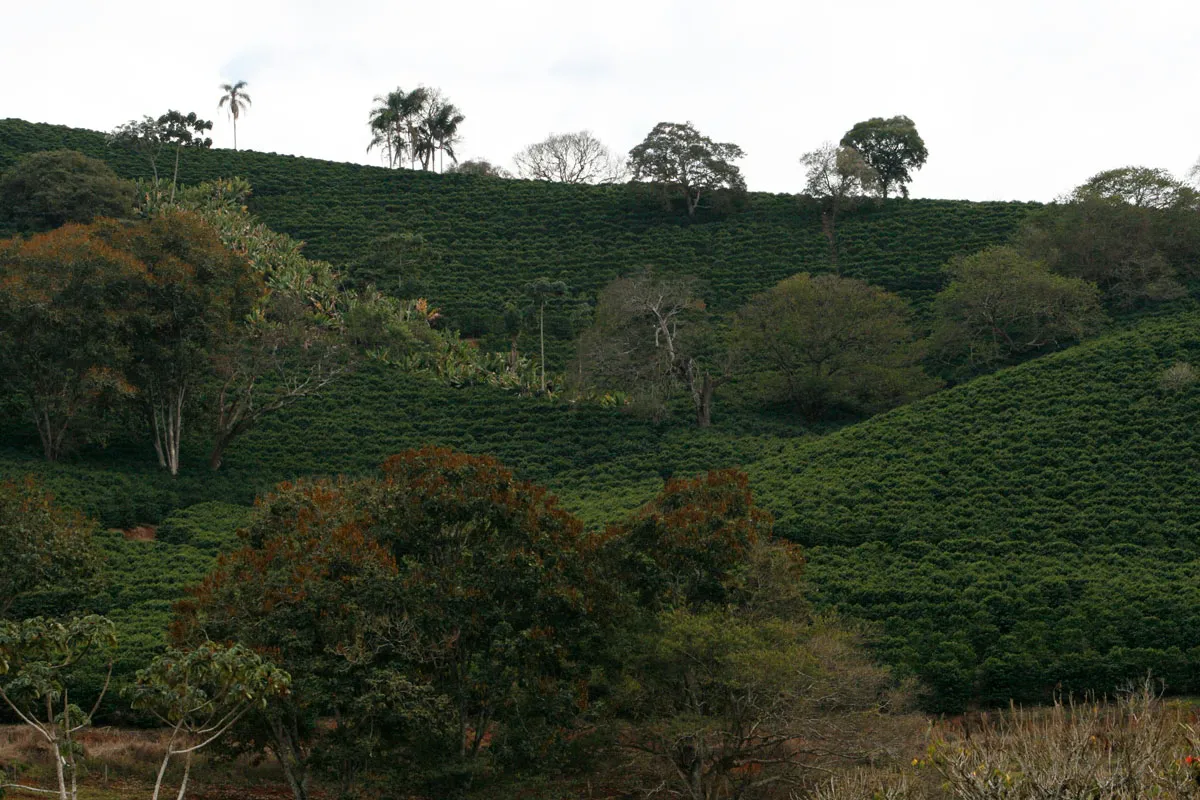 On the Shoulders of a Coffee Giant