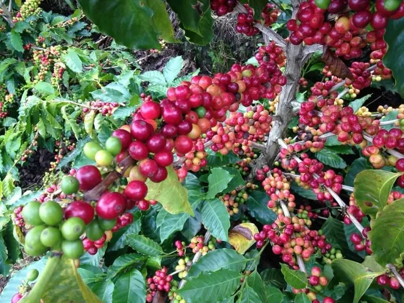 F1 Hybrid Scores 90 Points at Cup of Excellence