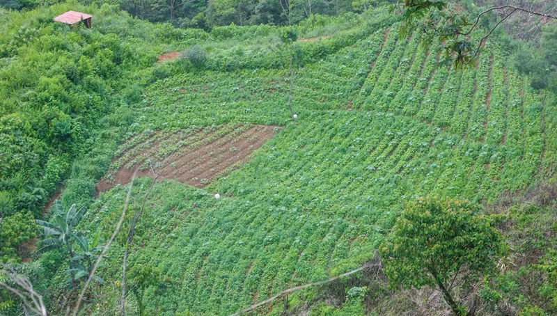 Nov-2013-Geisha-Nursery