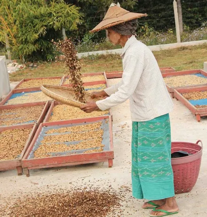 Myanmar Coffee