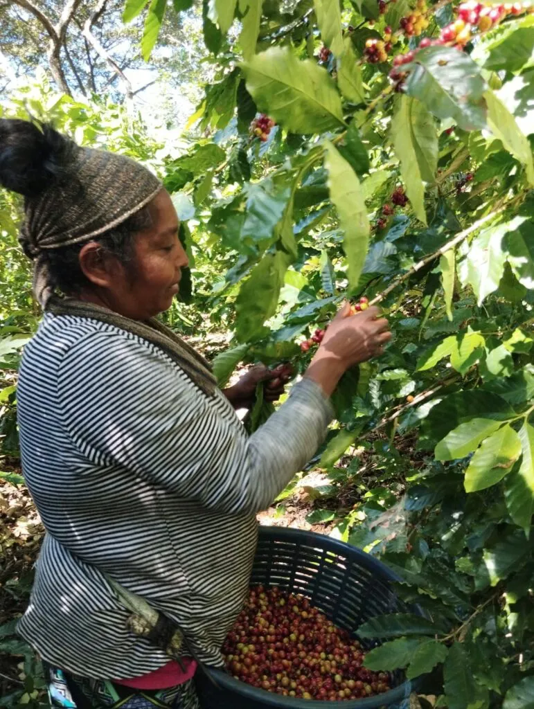 Socorro Guzman, a picker at Bella Vista, picks coffee cherries and places them in a basket.
