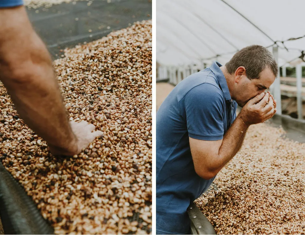 How Collaboration and Experimentation Shape Costa Rica's Coffee Sector
