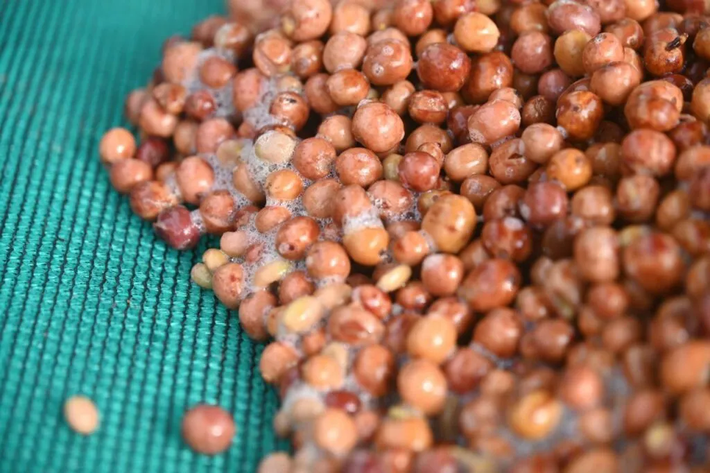 India's Roasters Are Slowly Warming to the Robusta That Defines Their Coffee
