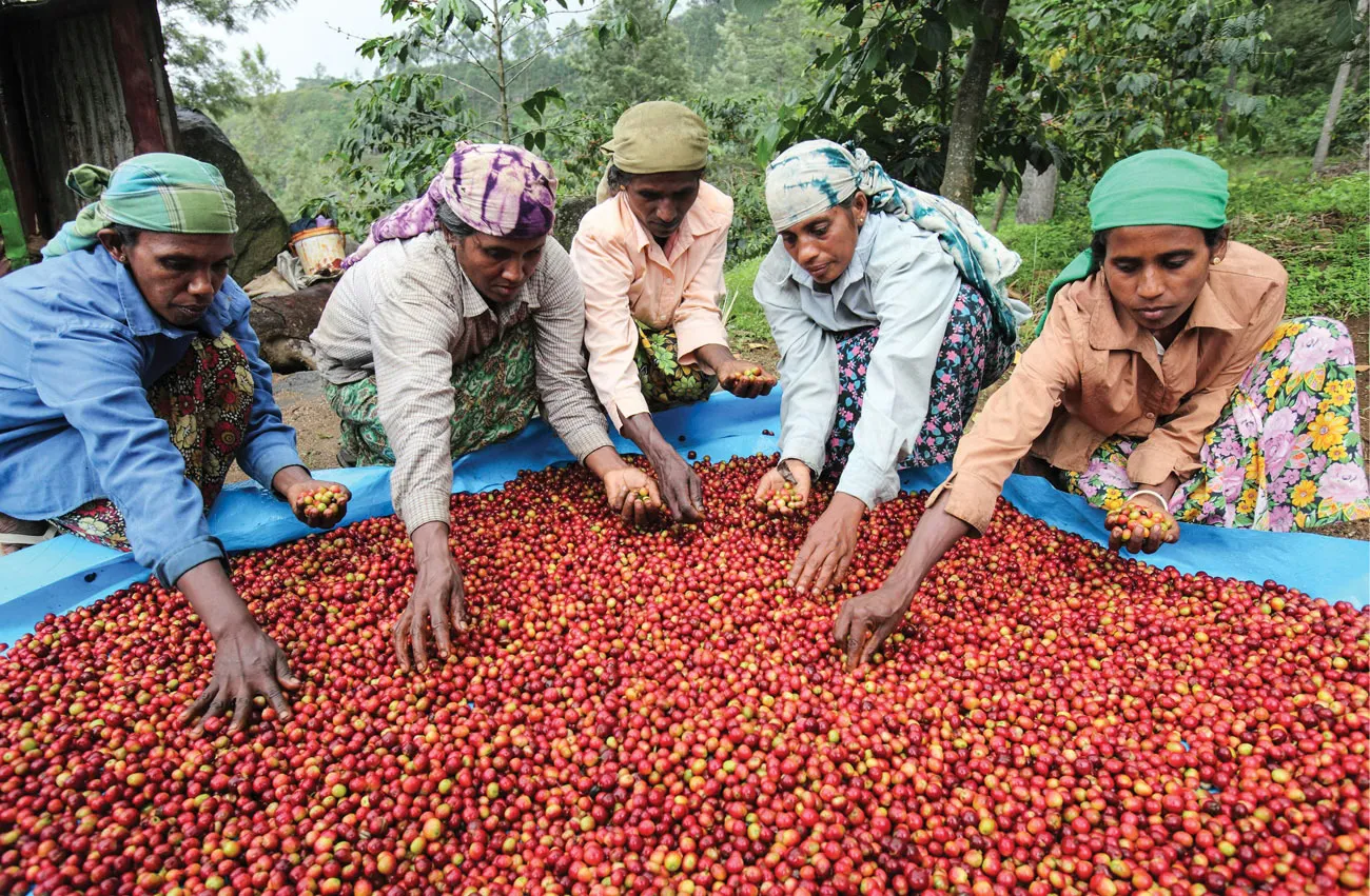 Ceylon Coffee