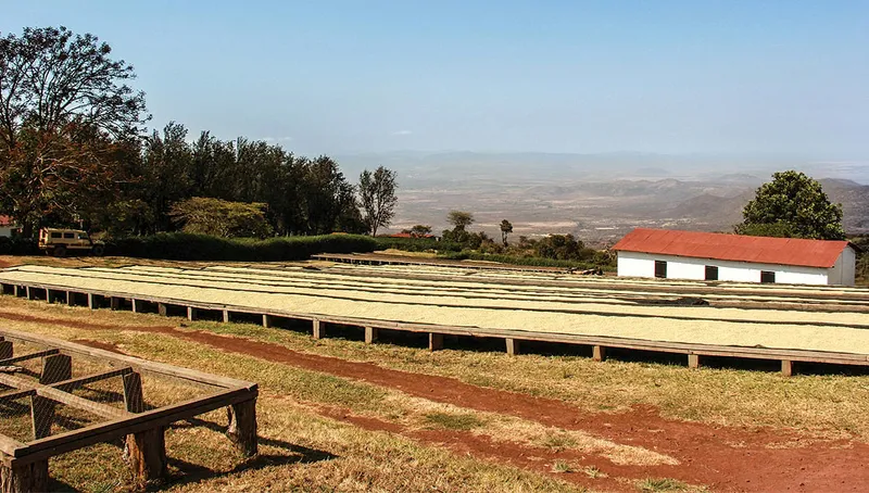Coffee in Tanzania