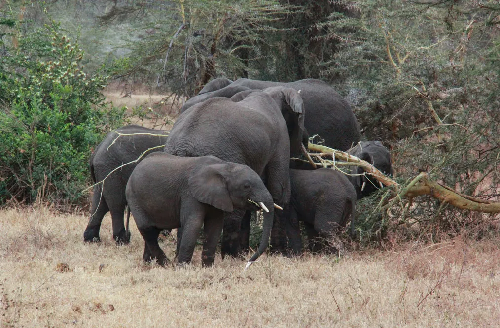 elephants_jacobibarra