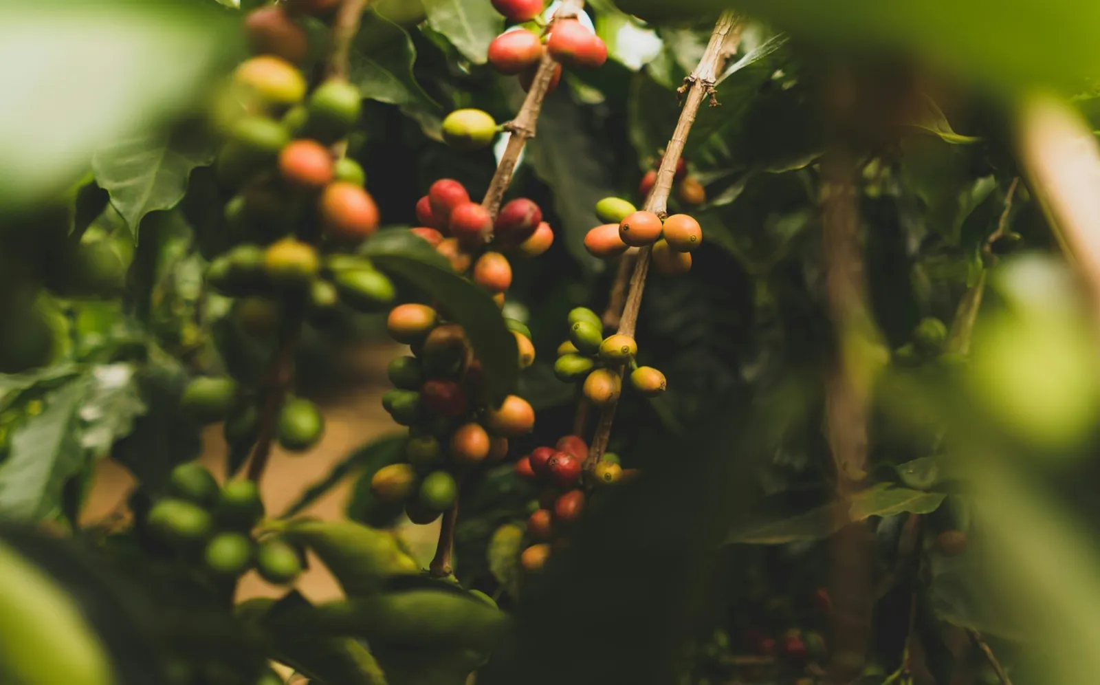 ‘Enjoyed by Those Who Grow It’: Wangeci Gitata-Kiriga And Kenya’s Coffee-Drinking Revolution