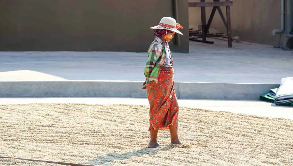 Who’s Behind Myanmar Coffee?