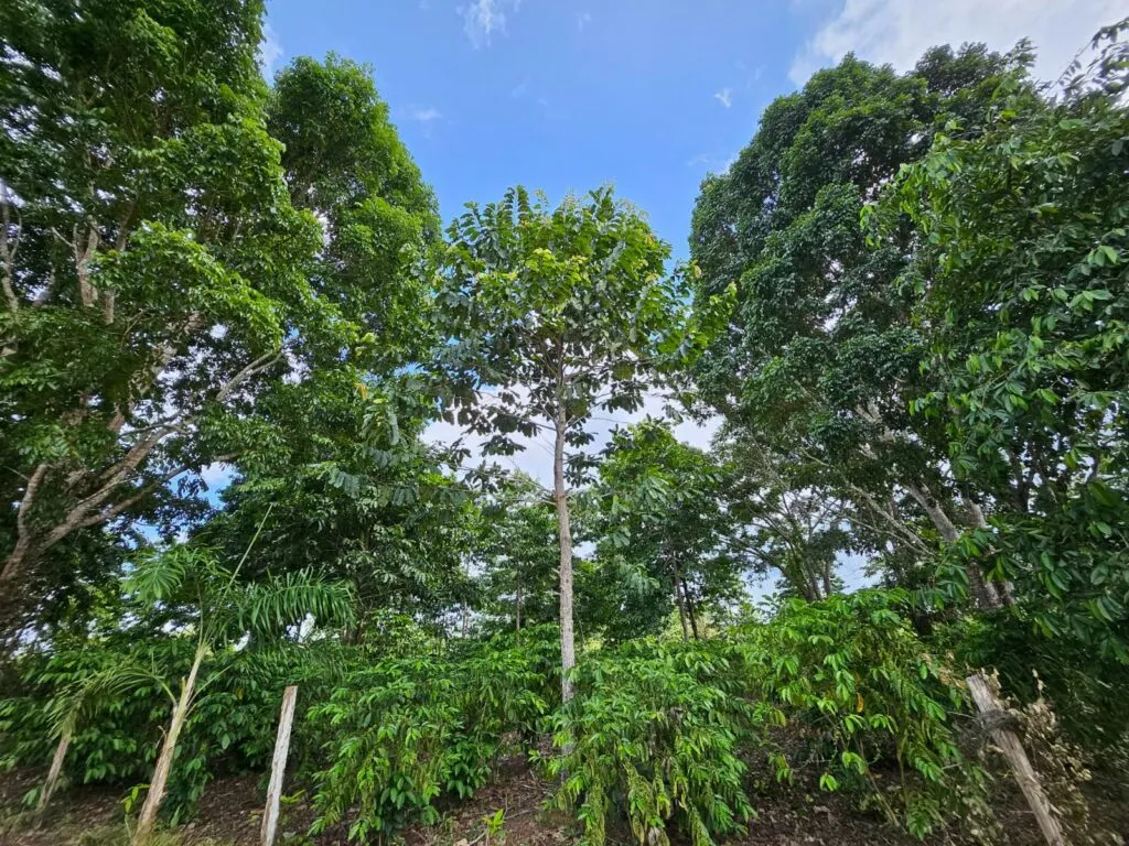 Coffee plot on the Rio Branco Indigenous Territory, cultivated by the Aruá family. Coffee grown alongside Amazonian Brazil nut trees, in the municipality of Alta Floresta d’Oeste.