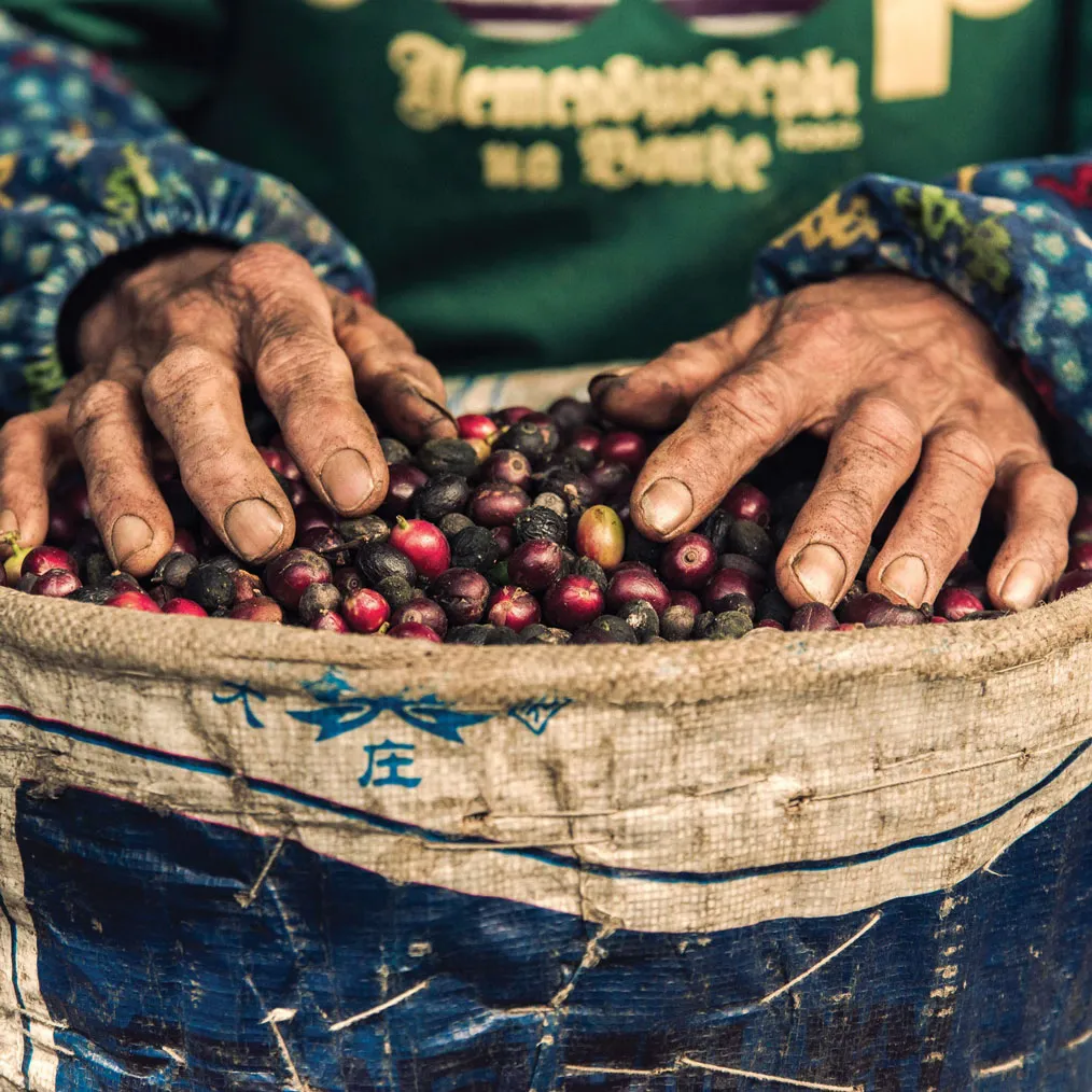 A Farmer's Legacy: The Rise of Yunnan Coffee