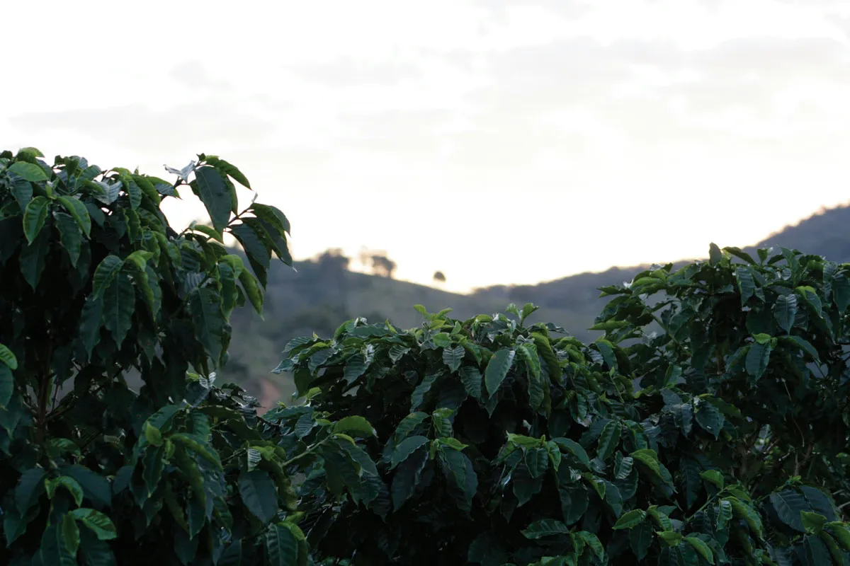 CoffeePlants