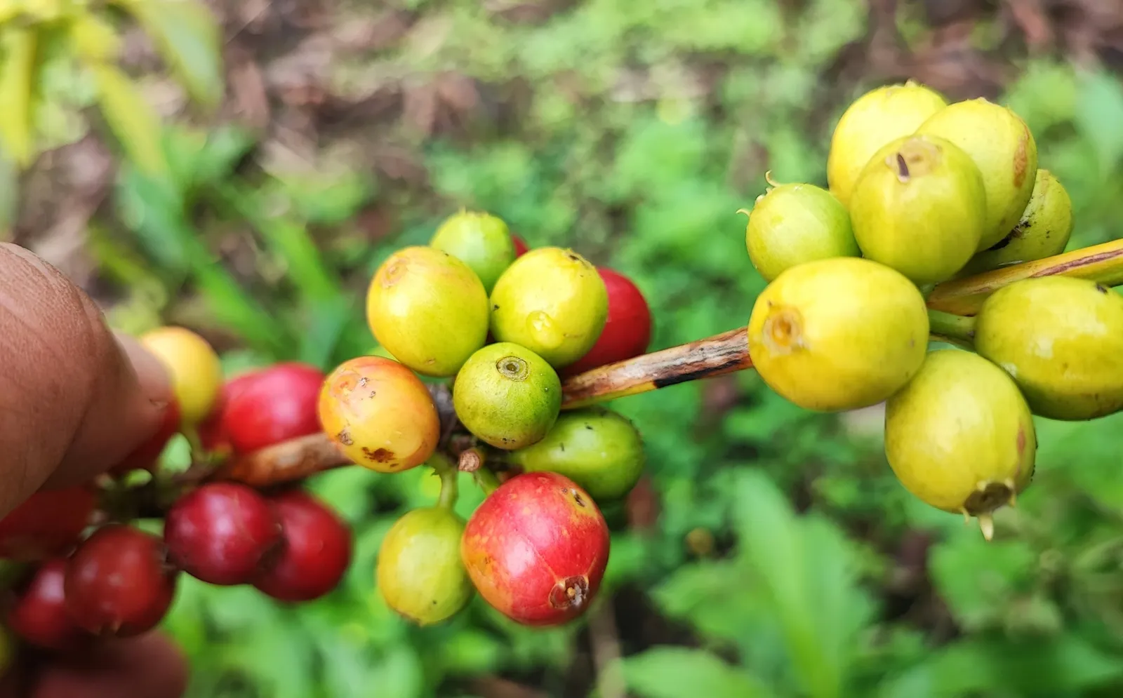 Battling Drought: How Climate Change and Dry Conditions Threaten Coffee Production