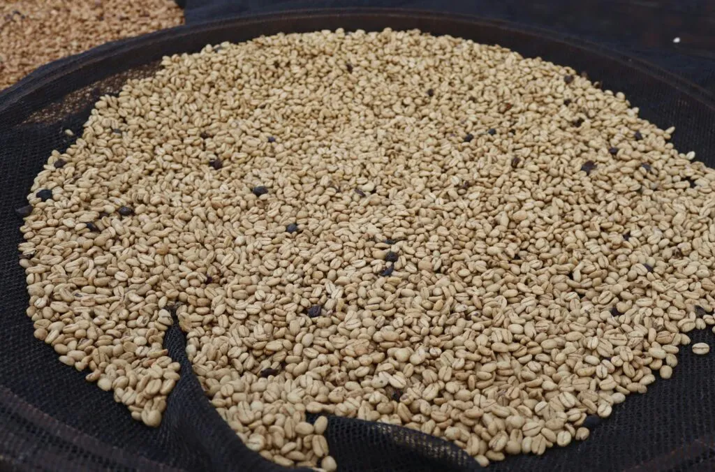 The Risks and Rewards of Experimental Coffee Processing for Producers