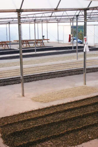 DryingBeds