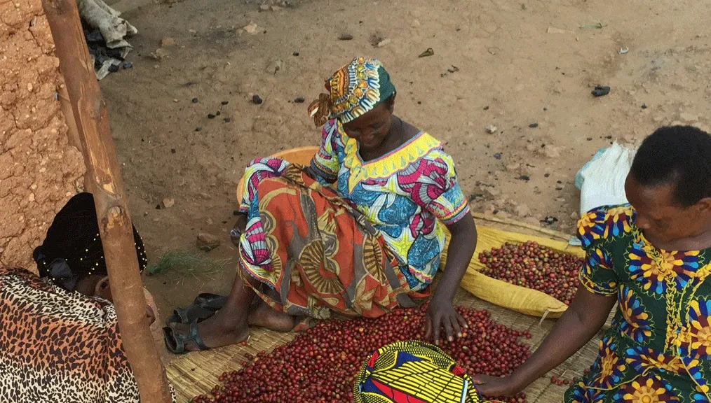 Roasting in Coffee-Producing Countries