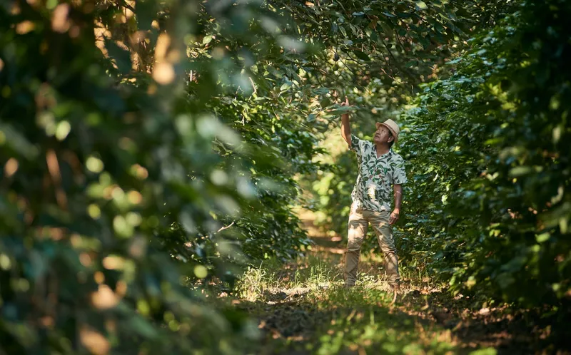 The Transformative Value of Intercropping Coffee and Avocados at Fazenda Minamihara