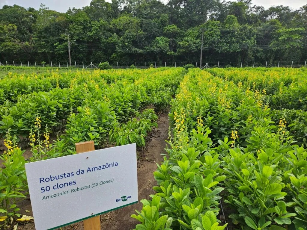 Brazil produces roughly 40% of the world’s canephora, making the country — and the Amazon region in particular — increasingly central to the species’ future.
