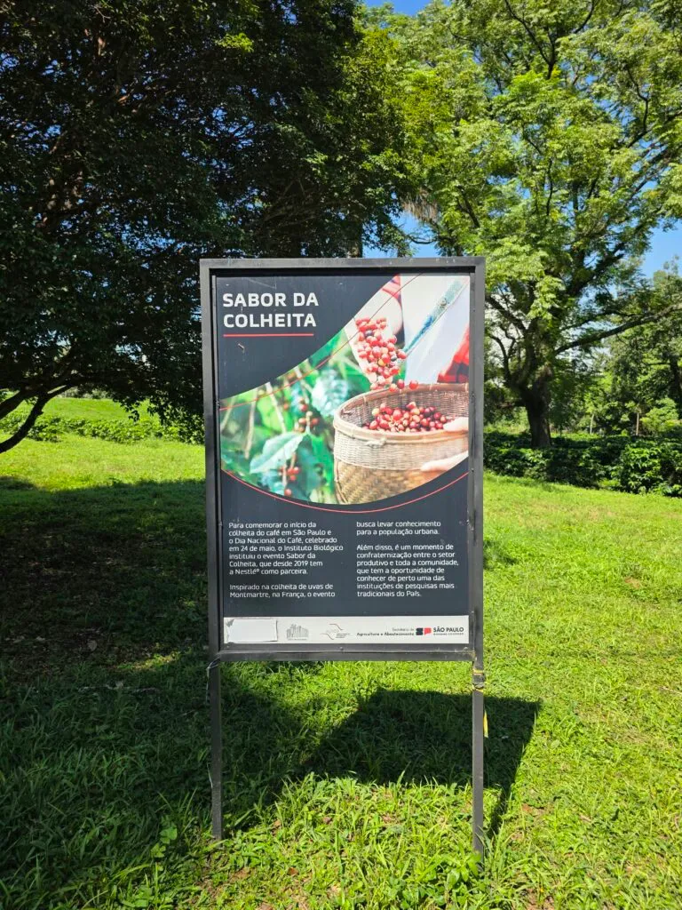 Inside São Paulo’s Urban Coffee Experiment: A Living Lab for Brazil’s Bean Resilience