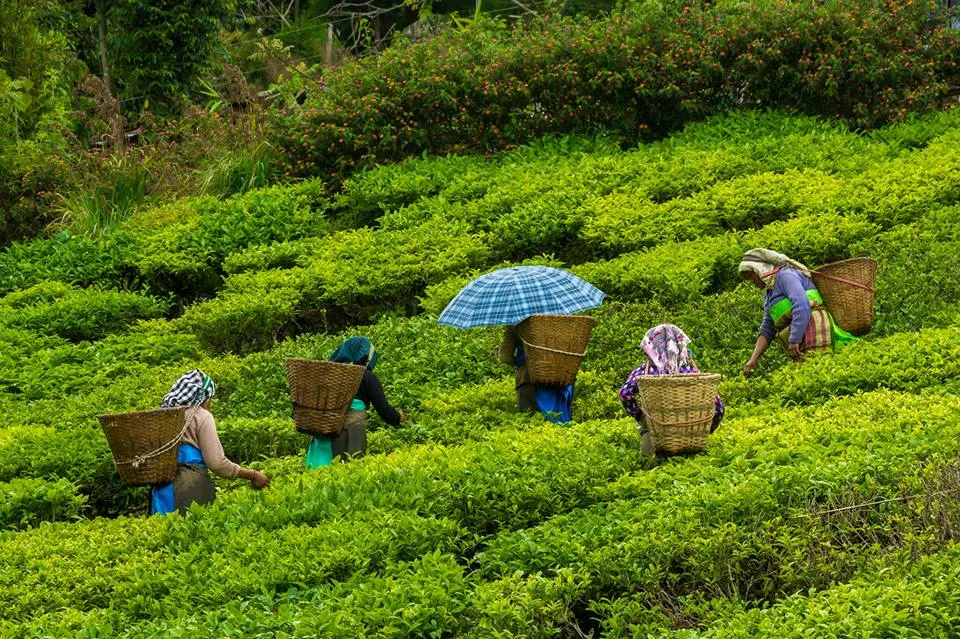 Gopaldhara tea estate.