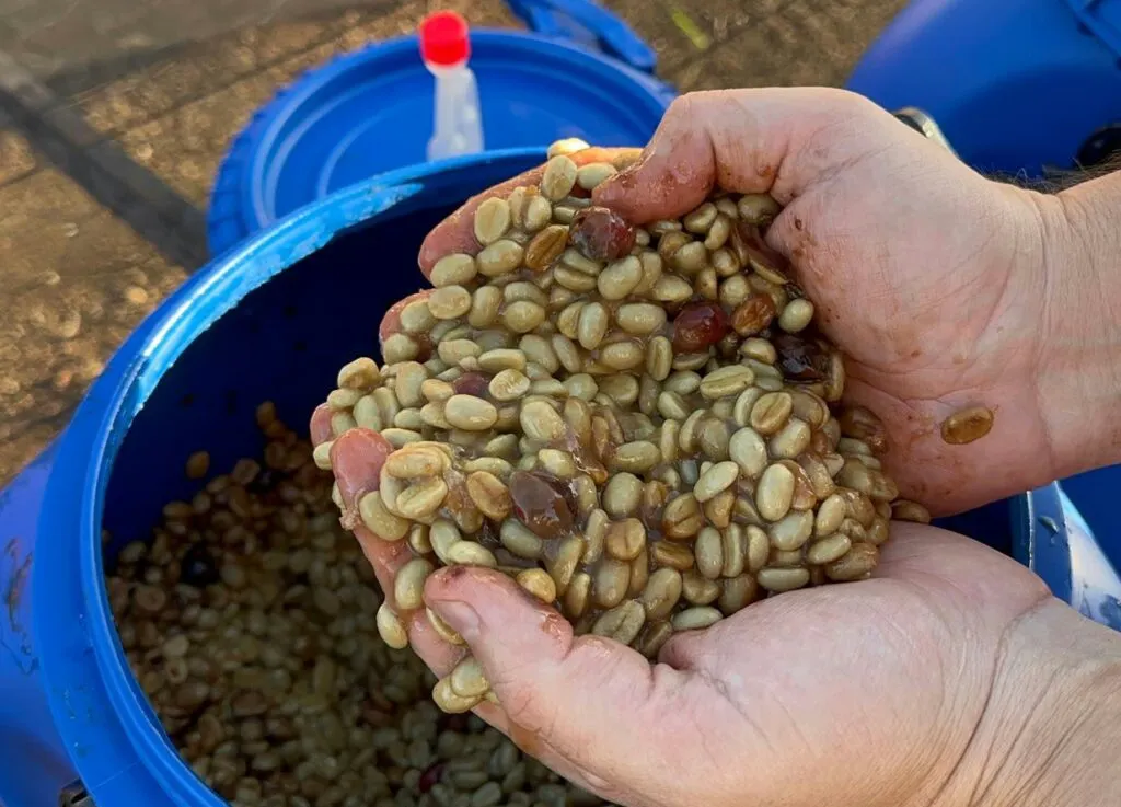 The Risks and Rewards of Experimental Coffee Processing for Producers